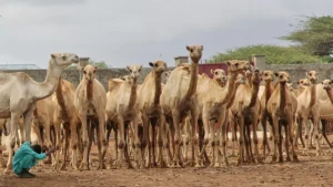 Le pillage des chameaux... De là est venue le point de départ de la fortune de Hemedti